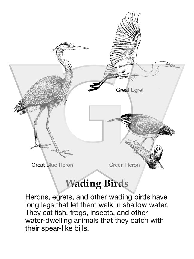 Wading Birds – Wilderness Graphics, Inc.