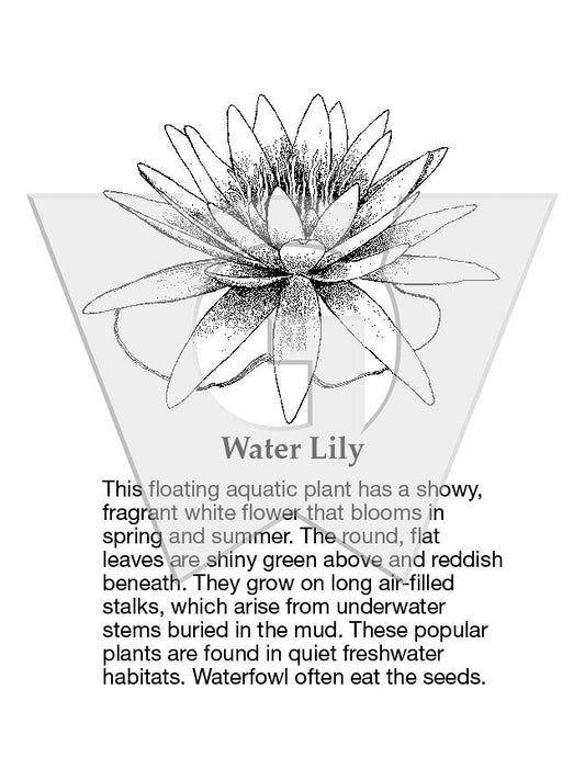 Water Lily Sign