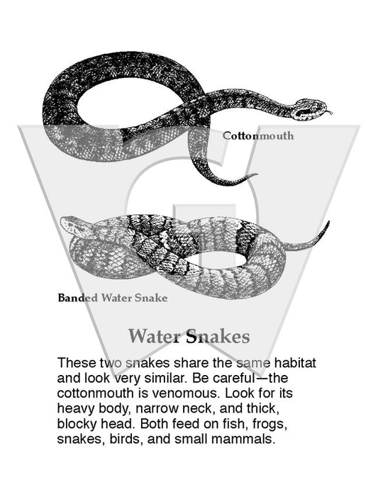 Water Snakes Sign