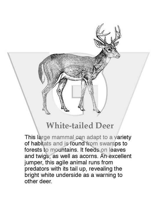 White-tailed Deer Sign