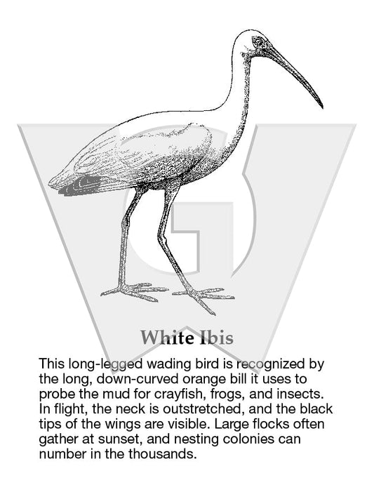 White Ibis Sign