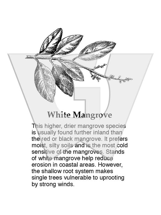 White Mangrove Sign