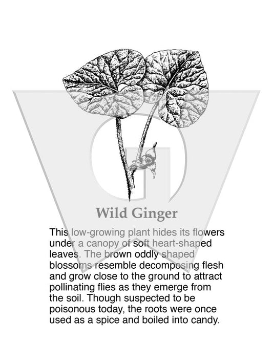 Wild Ginger Sign