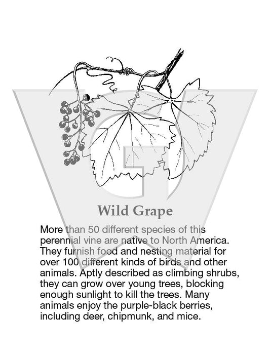 Wild Grape Sign