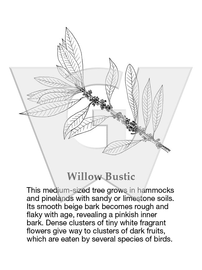 Willow Bustic