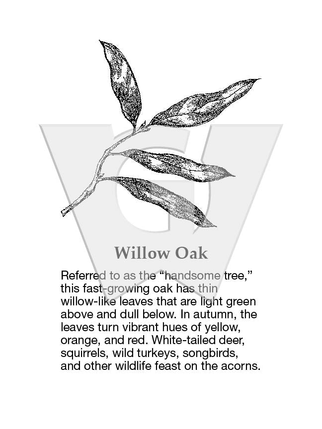 Willow Oak