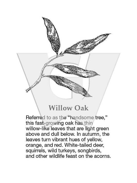 Willow Oak Sign