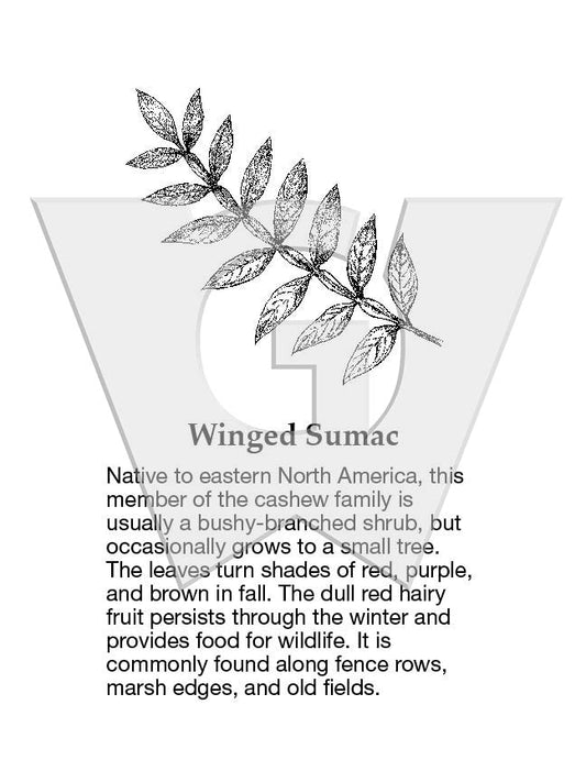 Winged Sumac Sign