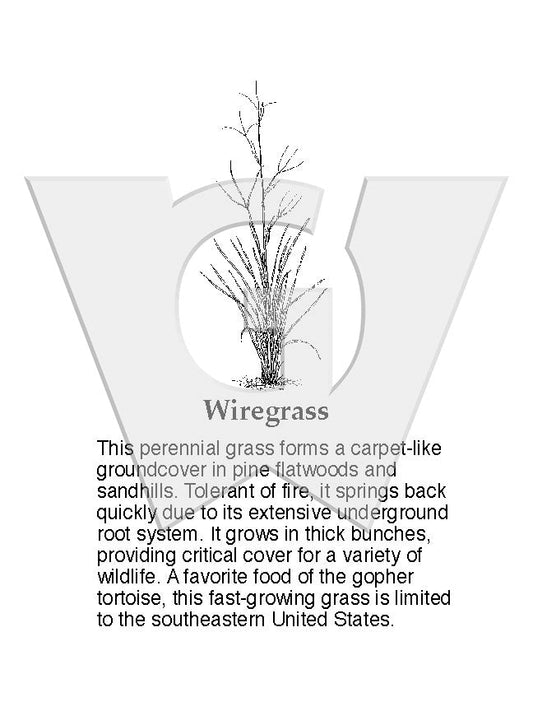 Wiregrass Sign