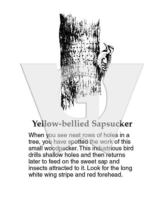 Yellow-bellied Sapsucker