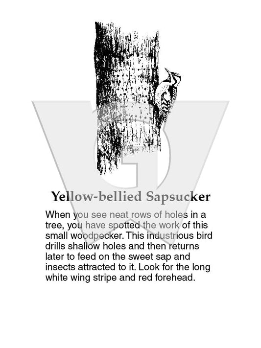 Yellow-bellied Sapsucker Sign