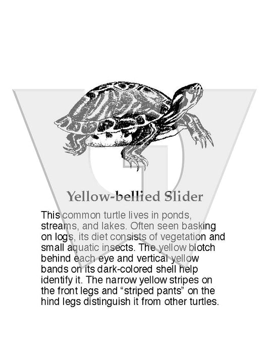 Yellow-bellied Slider Sign