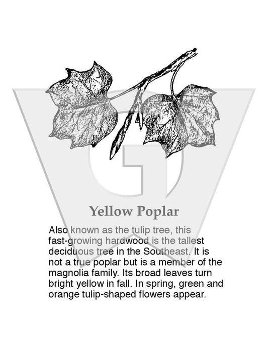 Yellow Poplar Sign