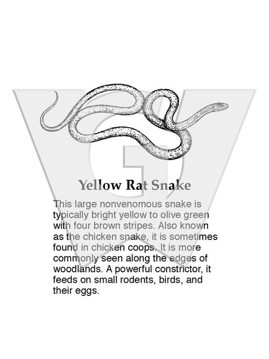 Yellow Rat Snake Sign