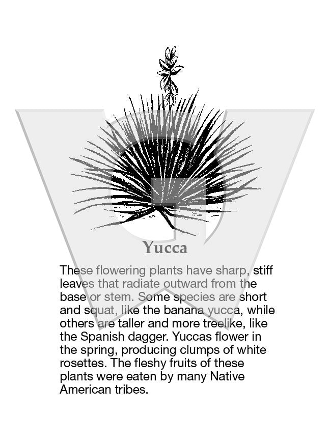 Yucca