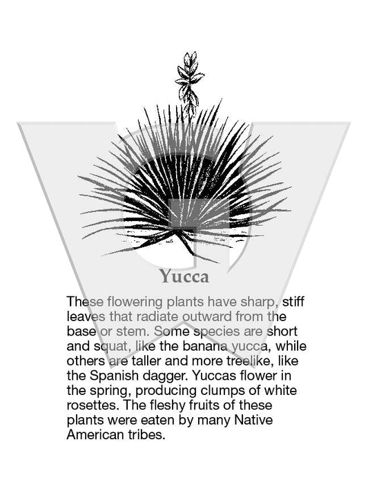 Yucca Sign