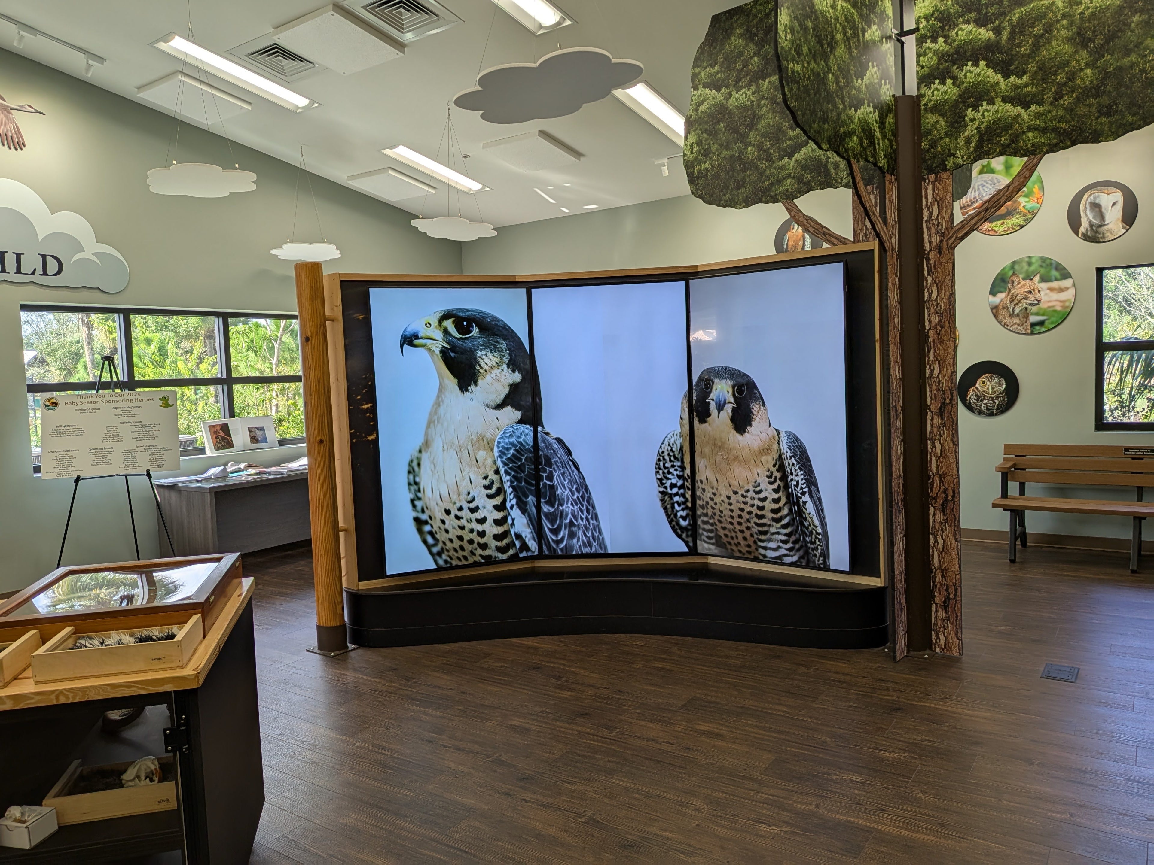 Educational display with falcons on a screen in a room with educational posters and a tree.