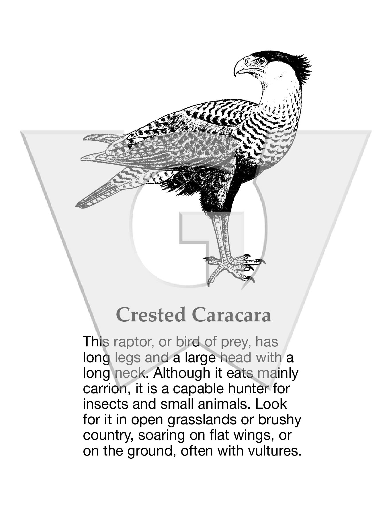 Crested Caracara Sign