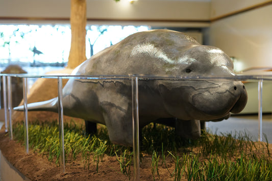 Manatee Diorama Model/Mount