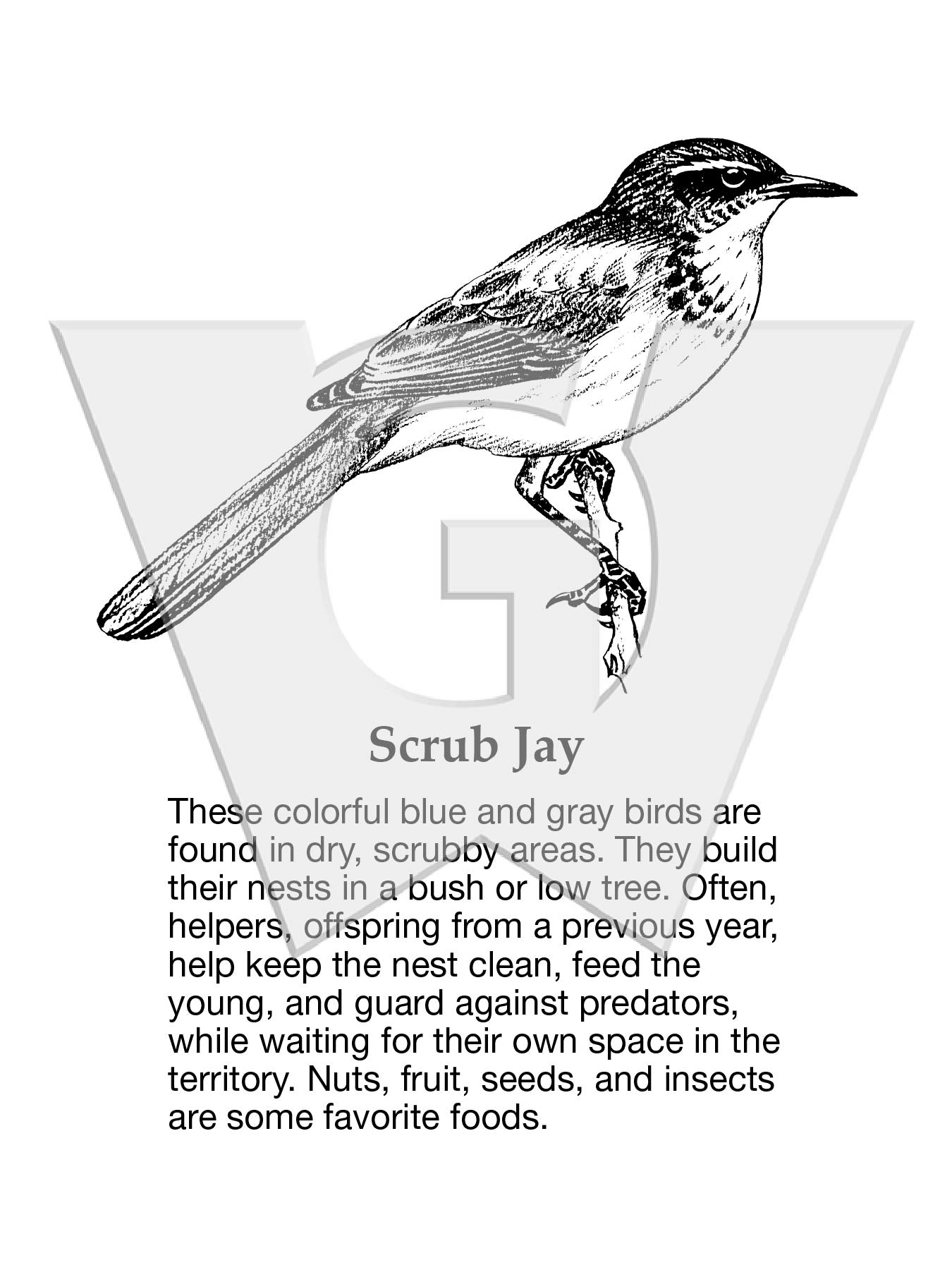 Scrub Jay Sign
