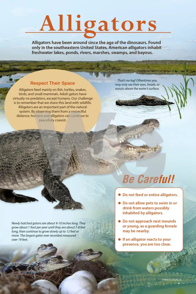 An educational sign titled 'Alligators' with a large photograph of an alligator, explanatory text, and a red 'Be Careful!' warning box on a light blue background.