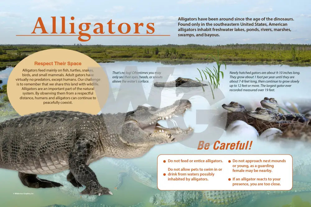 An educational sign about alligators, featuring a large photograph of an alligator in shallow water, text sections, and a yellow caution bubble reading 'Be Careful!'.