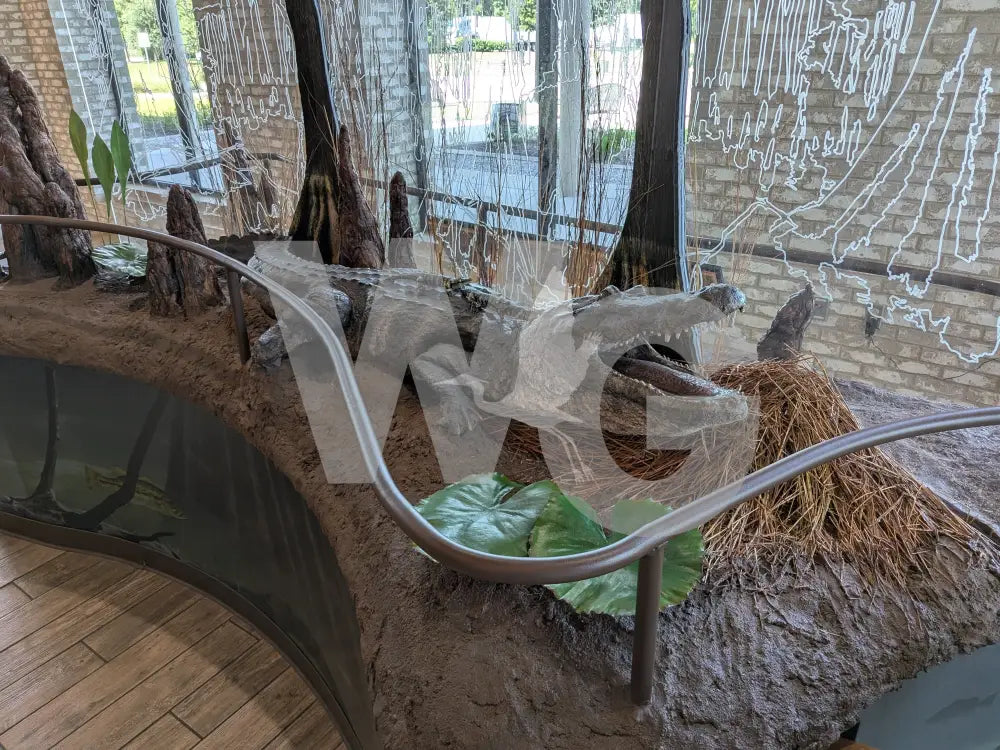 Life Size Alligator Diorama Model/Mount
