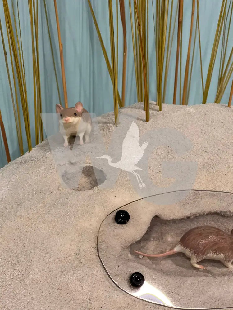 Life Size Beach Mouse Diorama Model/Mount