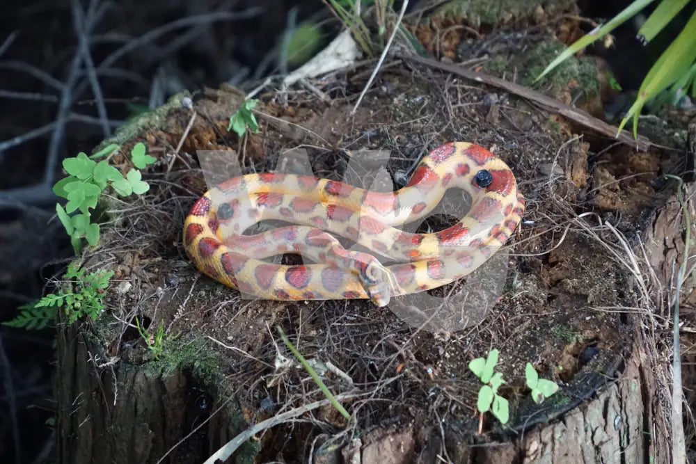 Life Size Corn Snake Diorama Model/Mount