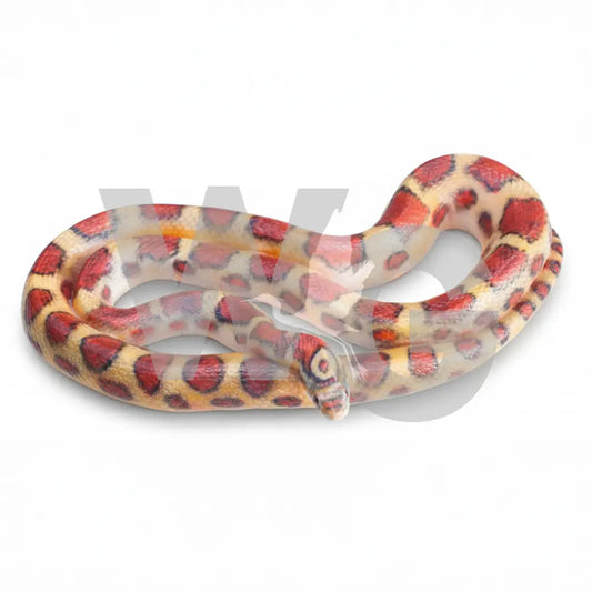 Life Size Corn Snake Diorama Model/Mount