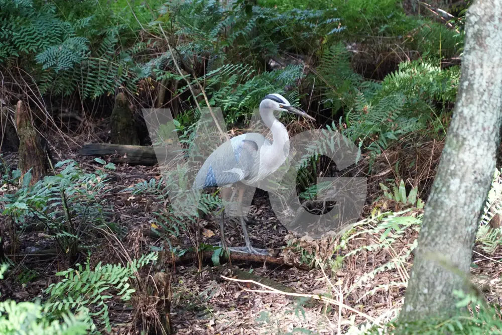 Life Size Great Blue Heron Diorama Model/Mount