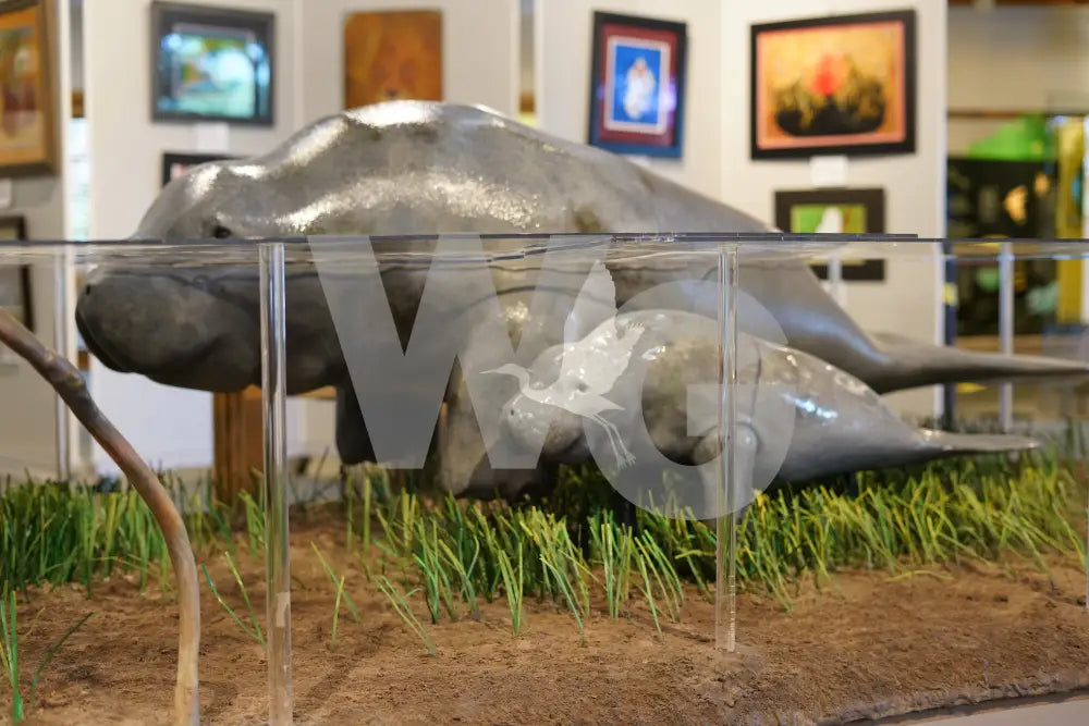 Manatee Diorama Model