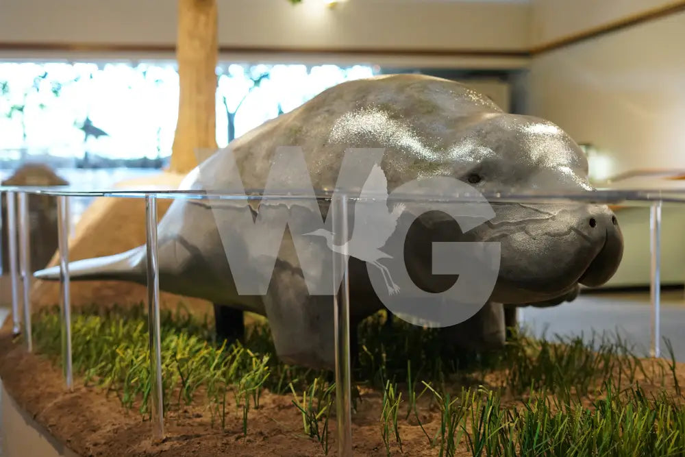 Manatee Diorama Model