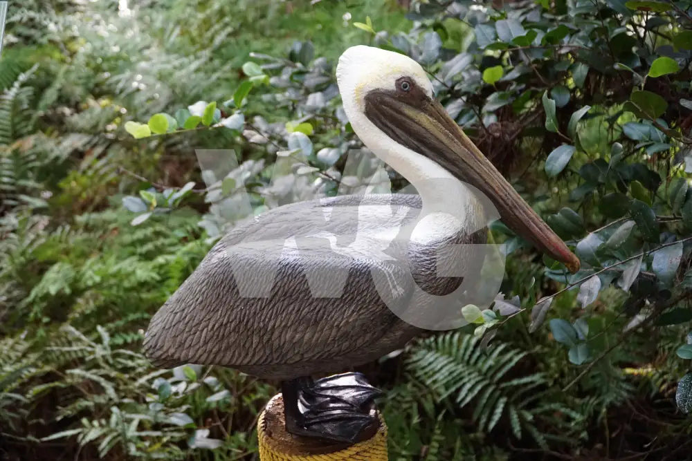 Life Size Pelican Diorama Model/Mount