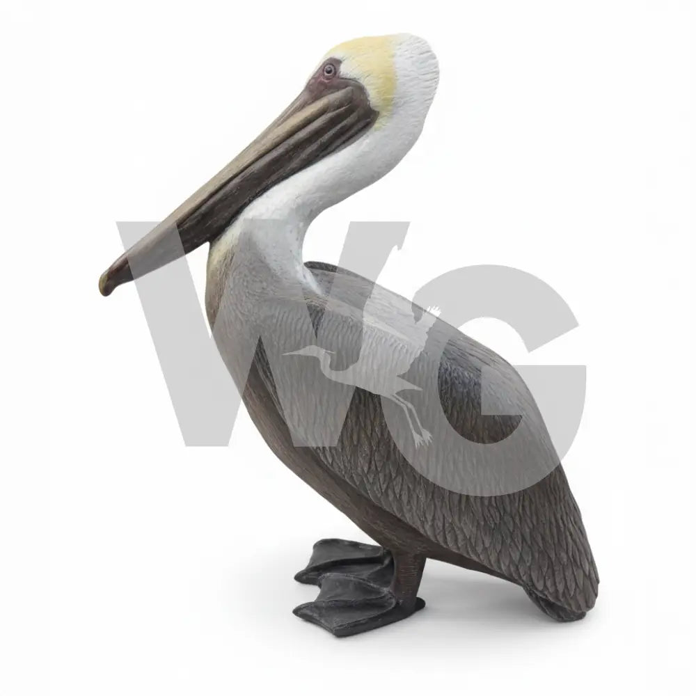 Life Size Pelican Diorama Model/Mount