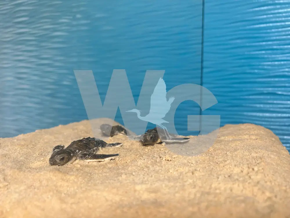 Life Size Sea Turtle Hatchling Diorama Model/Mount