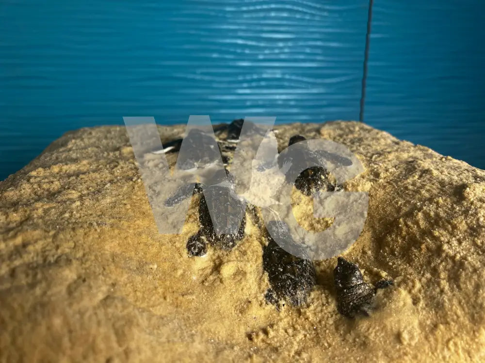 Life Size Sea Turtle Hatchling Diorama Model/Mount