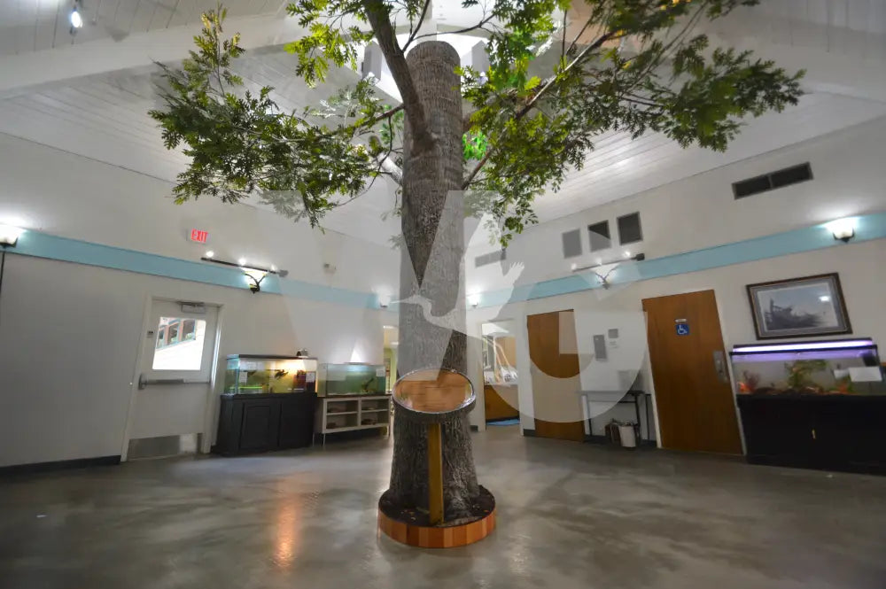 Life Size Tree Diorama Model