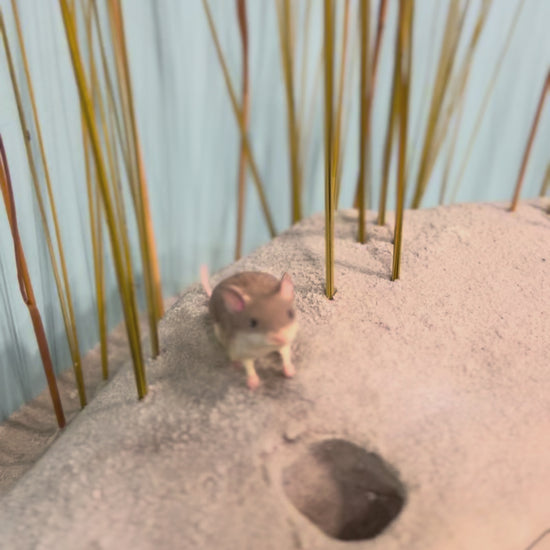 Life Size Beach Mouse Diorama Model/Mount