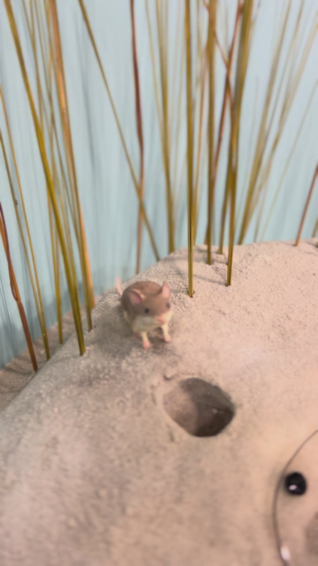 Life Size Beach Mouse Diorama Model/Mount