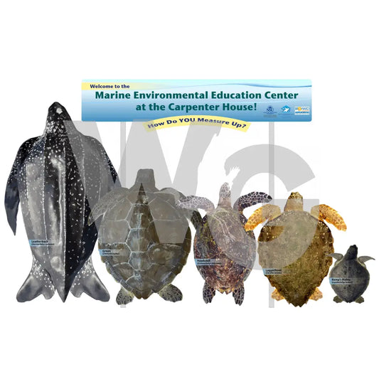 Sea Turtle Measure Up Exhibit