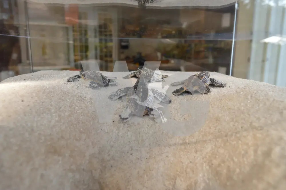 Sea Turtle Nest Exhibit
