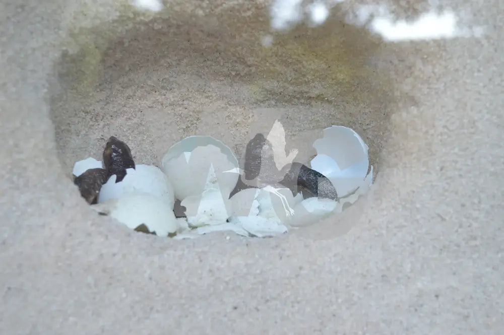 Sea Turtle Nest Exhibit