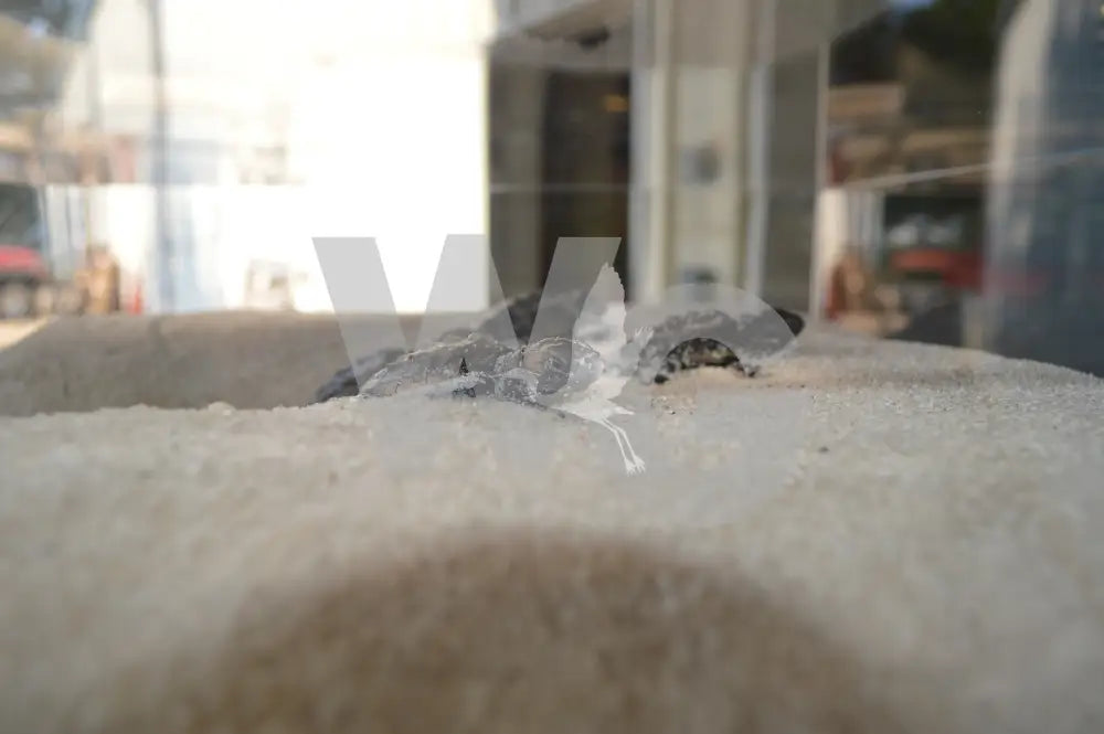 Sea Turtle Nest Exhibit