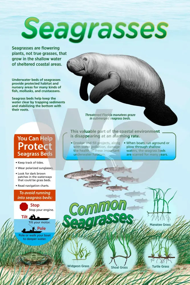 Seagrasses Sign - 2’ x 3’ Vertical