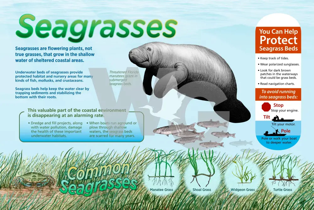 Seagrasses Sign - 3’ x 2’ Horizontal