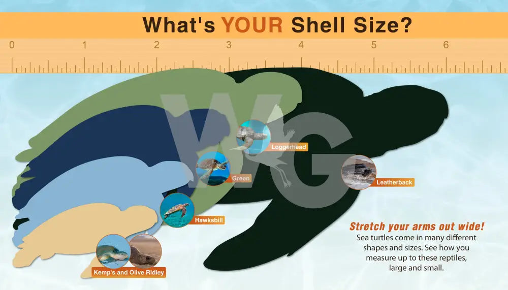 An educational shell size guide for sea turtles, featuring a large turtle silhouette with color-coded sections for different species like Loggerhead, Green, and Leatherback. A ruler is shown at the top, and small circular photos of actual sea turtles are placed in their corresponding colored sections.