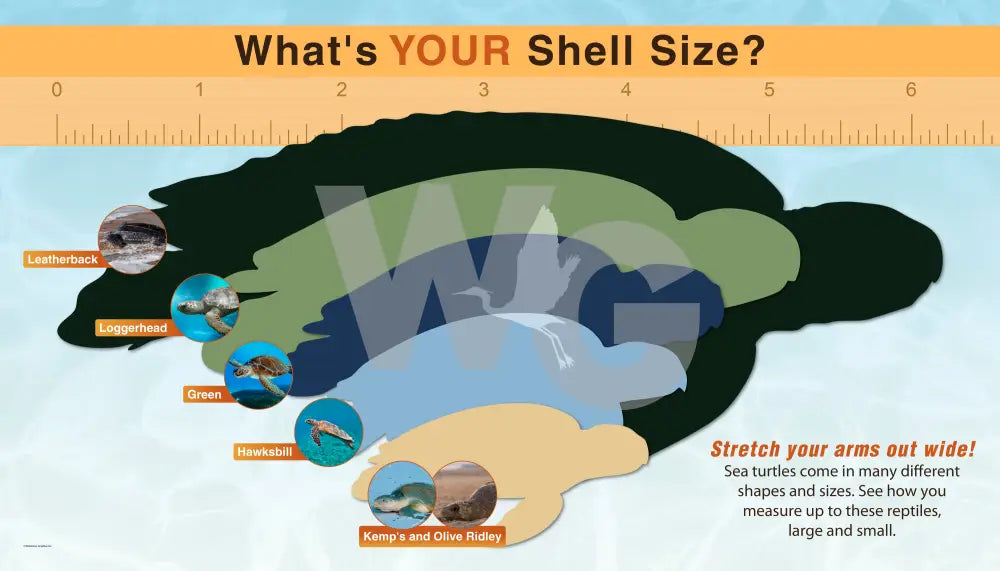 An educational shell size measurement chart titled 'What's YOUR Shell Size?' with a large illustrated sea turtle shell in dark green, olive green, navy blue, light blue, and tan, overlaid with real turtle species photos and a ruler at the top for scale.