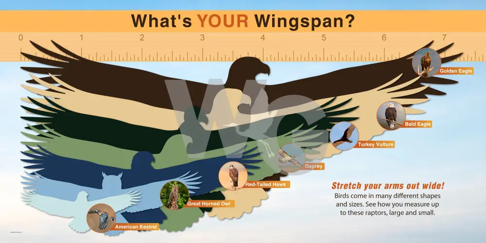 An educational infographic titled 'What's YOUR Wingspan?' showing a large layered eagle silhouette stretching across a ruler, with labeled bird species circles and text explaining how to measure wingspan.