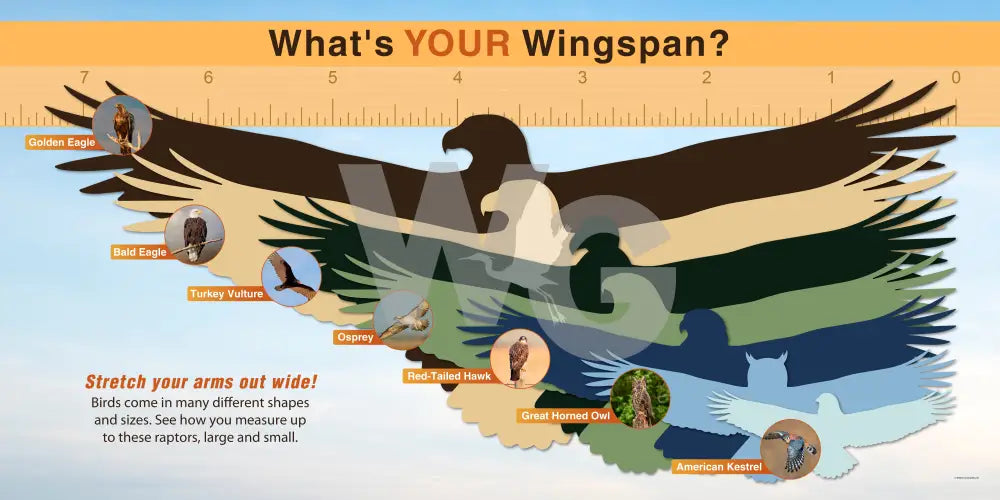 An educational infographic poster titled 'What's YOUR Wingspan?' showing a large stylized eagle silhouette over a map of bird species, with a ruler across the top and small circular photos of different birds.